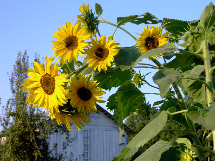 sunflowers in garden