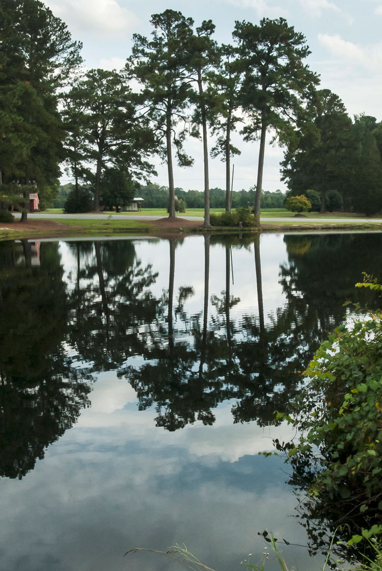 tall trees reflected in pond