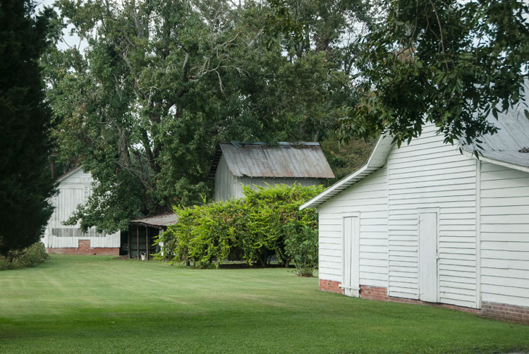 flowering dogwood and barn