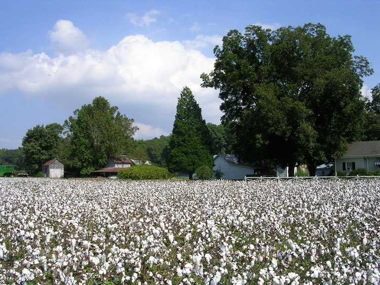 field of cotton plants