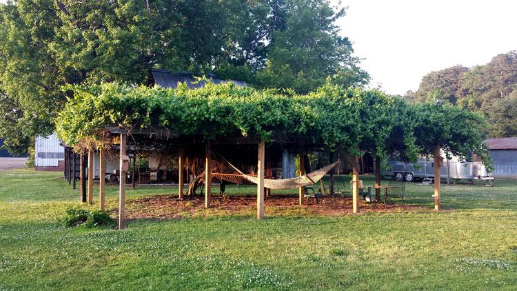 grape arbor