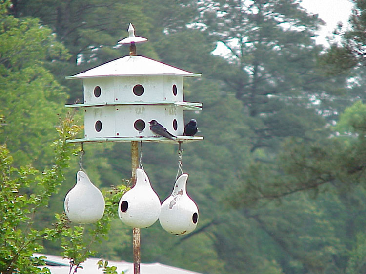 large bird house