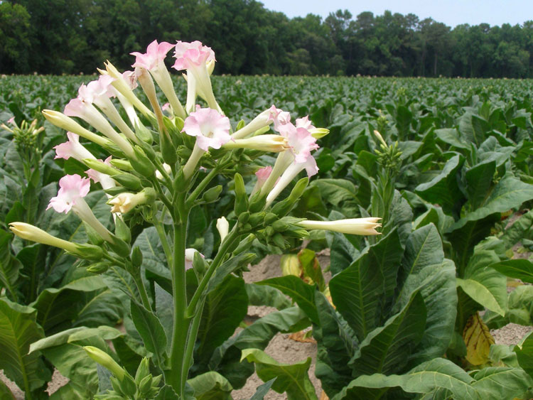 flowering tobacco plant