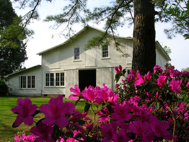 barn and red azaleas