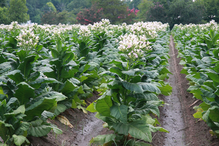 rows of tobacco growing