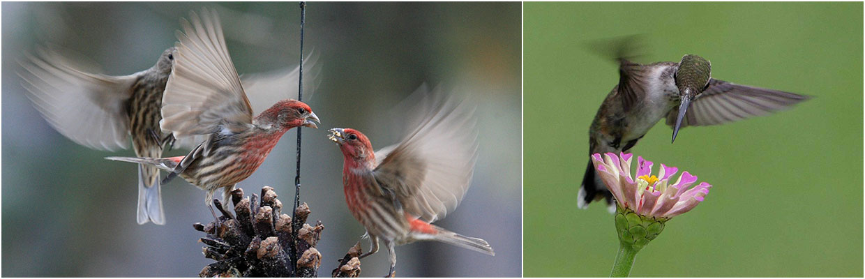 Two close-up photos of birds