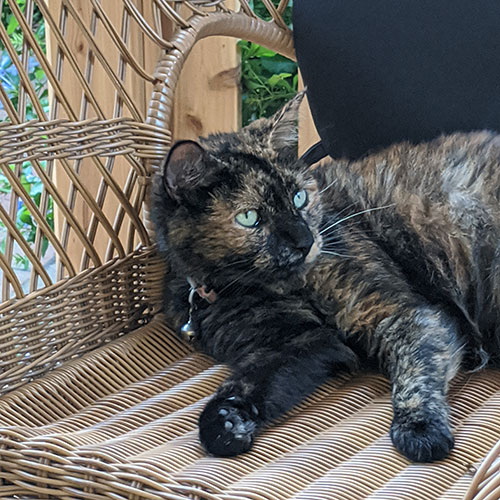 black cat in flower bed